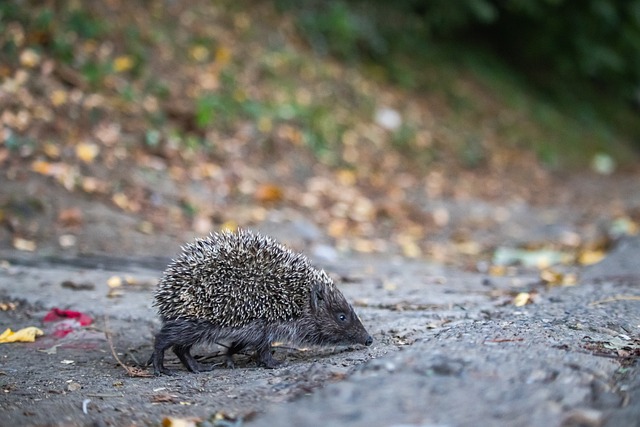 以能在此次 以能在此次